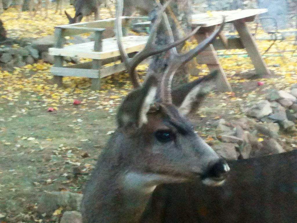 Getting Set Up For Deer Season - The Great Outdoors