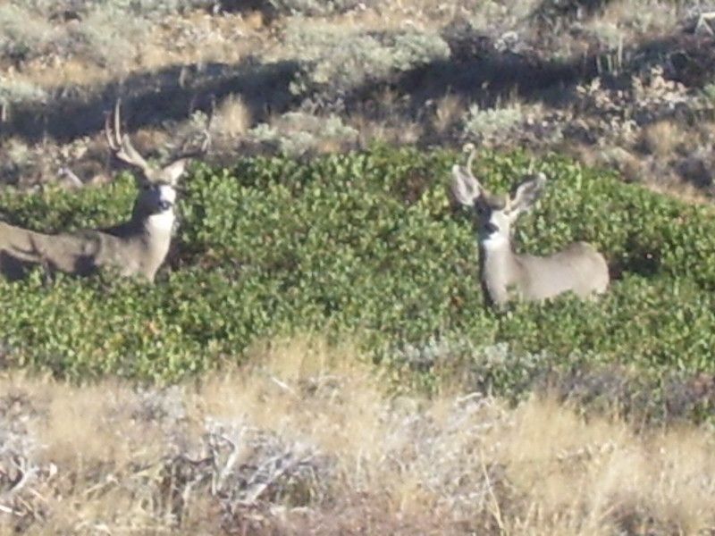 Getting Set Up For Deer Season - The Great Outdoors