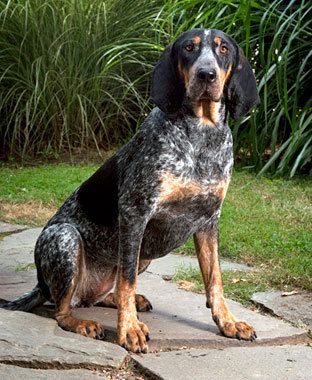 bluetick_zpsf5ab262c.jpg