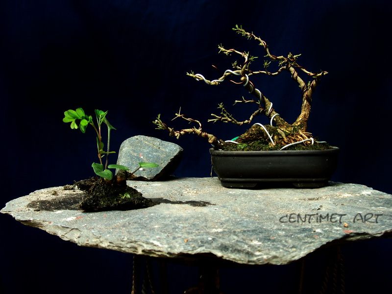 http://i1322.photobucket.com/albums/u566/centimetart/1-15.jpg