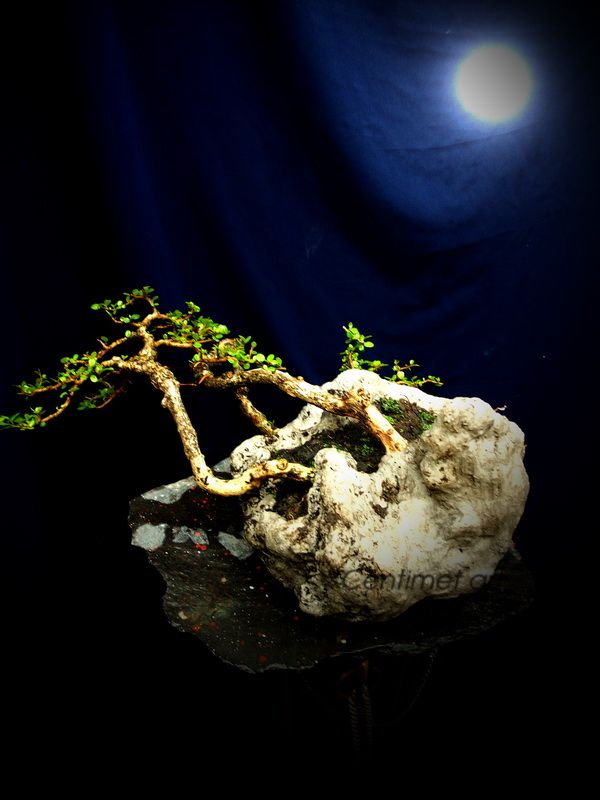 http://i1322.photobucket.com/albums/u566/centimetart/11-7_zps73065a79.jpg