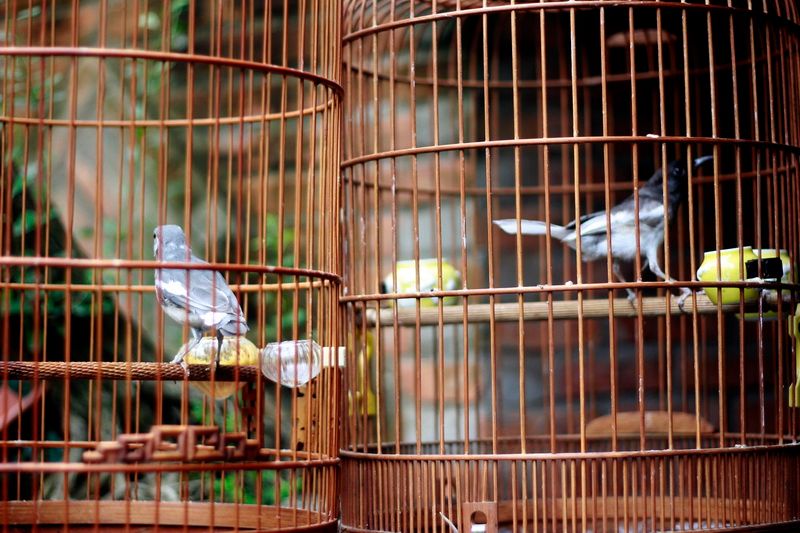 Lại sốt thú chơi xa xỉ của đại gia Hà thành chi tiền tỷ mua chim