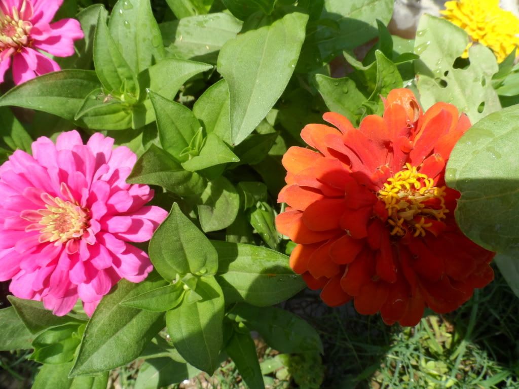 Zinnia Elegans Magellan Mix Pakistan Gardening Forum