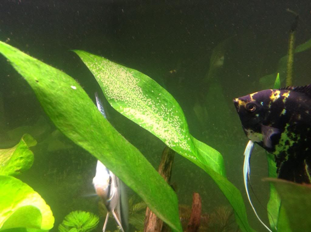 Angelfish laid eggs The Planted Tank Forum