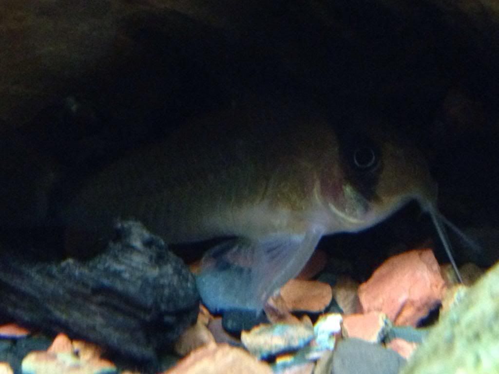 Mineralized soil, top substrate, cory cat fish The Planted Tank Forum