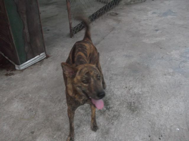 Bán chó Phú Quốc vện - 1