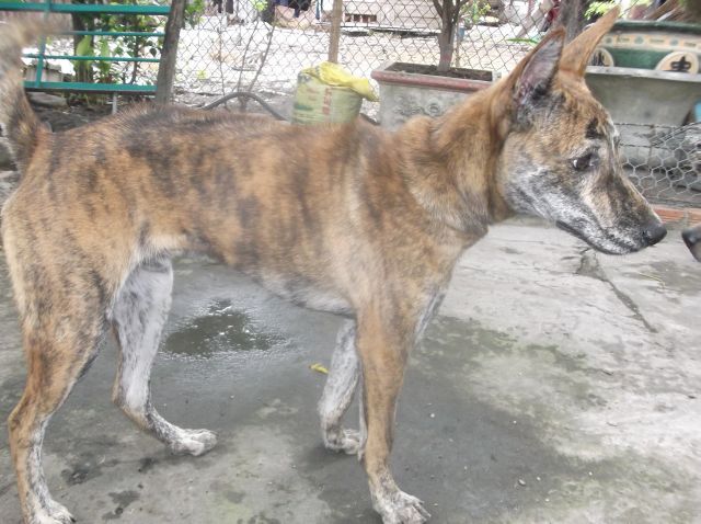 Bán chó Phú Quốc con - 3