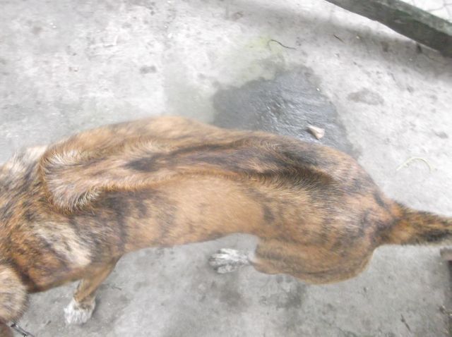 Bán chó Phú Quốc con - 2