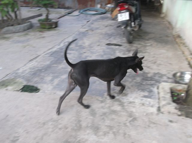 Bán chó Phú Quốc - 4