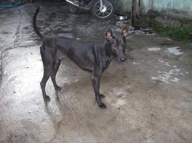 Bán chó Phú Quốc - 7