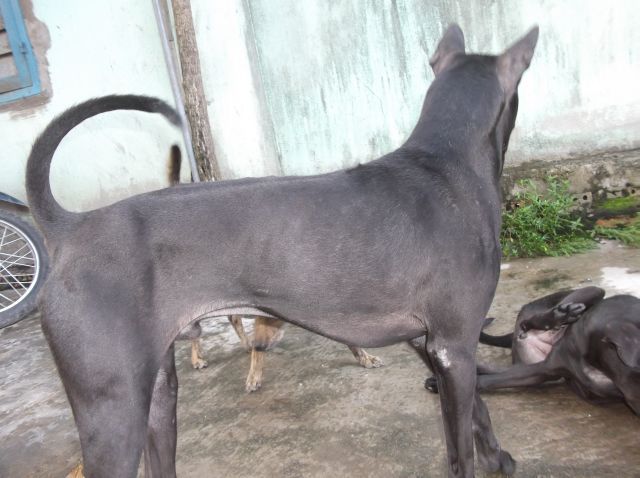 Bán chó Phú Quốc - 9