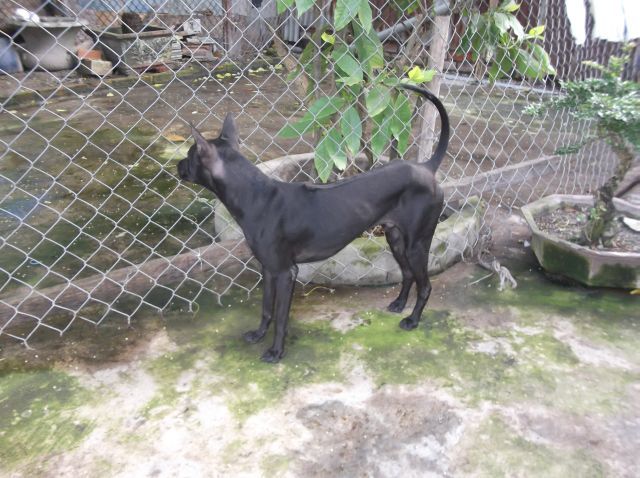 Bán chó Phú Quốc - 10