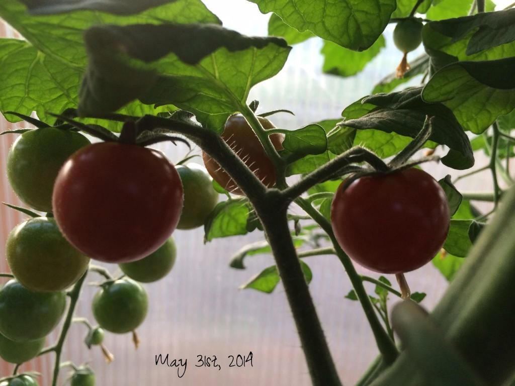  photo 09c9ac79-7dbc-477c-ab8f-a24679606cd3_zps792641b5.jpg