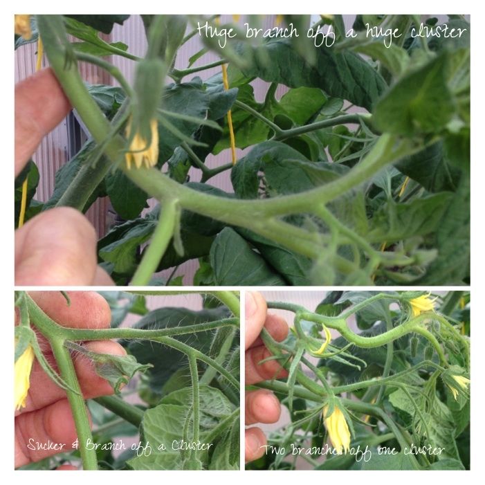  photo 22295fea-a125-4011-ac5d-b34e6d7c5361_zps6f2e2072.jpg