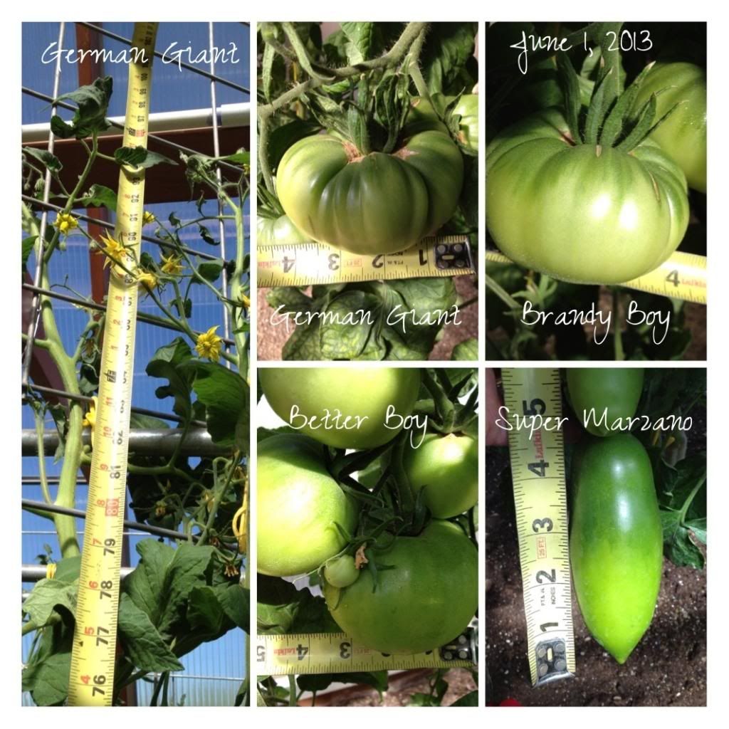  photo 31e78e6b-ce5c-4985-82ca-c7b6c3e61e0b_zps08188e42.jpg