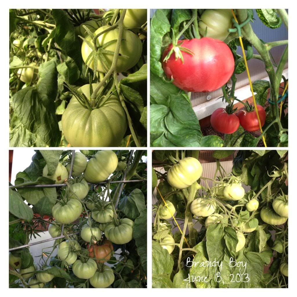  photo 3cffb7bf-1bfc-4620-a63e-bd83b1664942_zps015b7a96.jpg