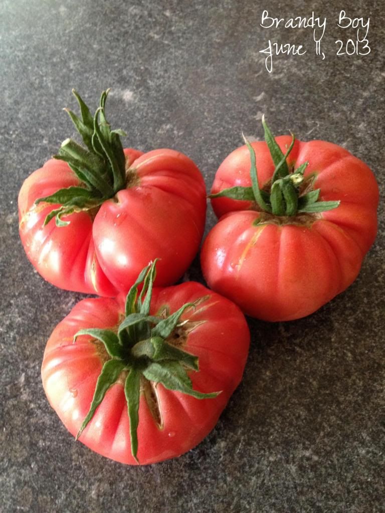  photo 667a61eb-9b72-494d-8147-73d80c3841b8_zps1014ba4a.jpg