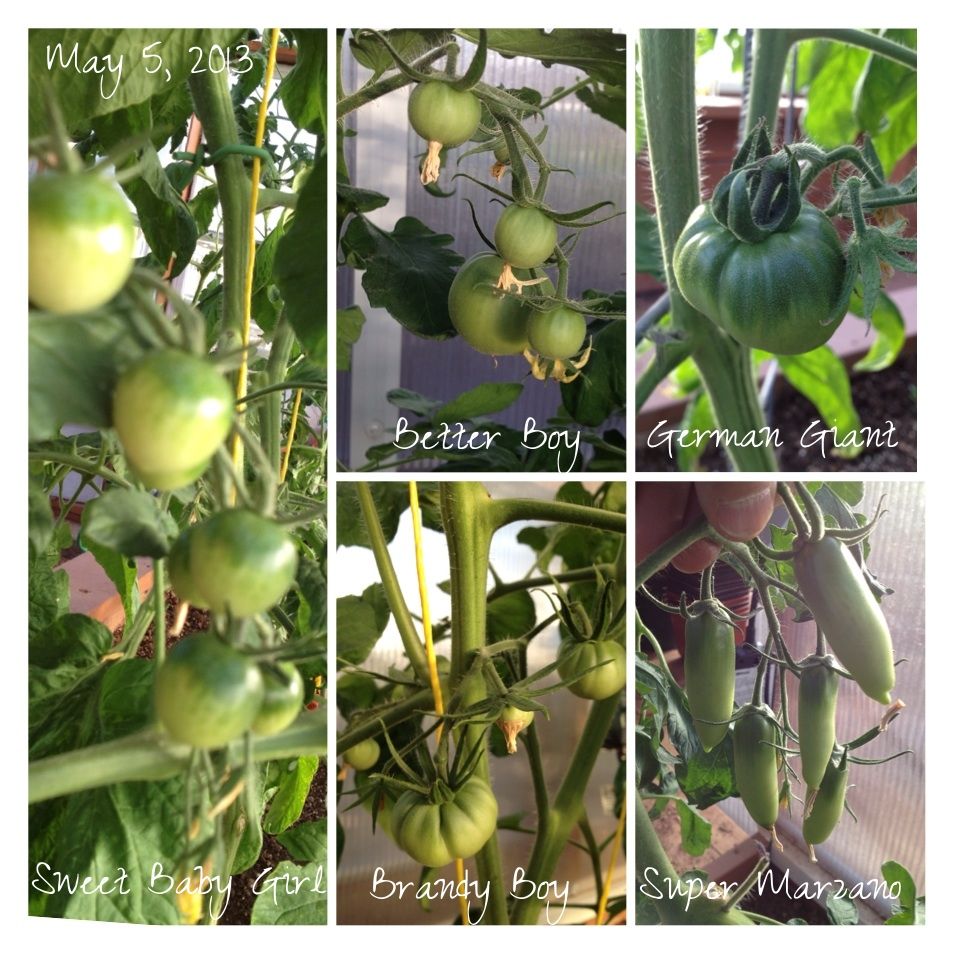  photo 7e04d5ce-54ee-4475-a76c-b50791d455fc_zpsd01c76d1.jpg