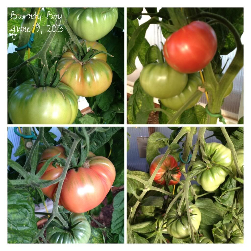  photo 85320724-57cb-44d3-803c-067f5a404e9f_zps7704a19e.jpg