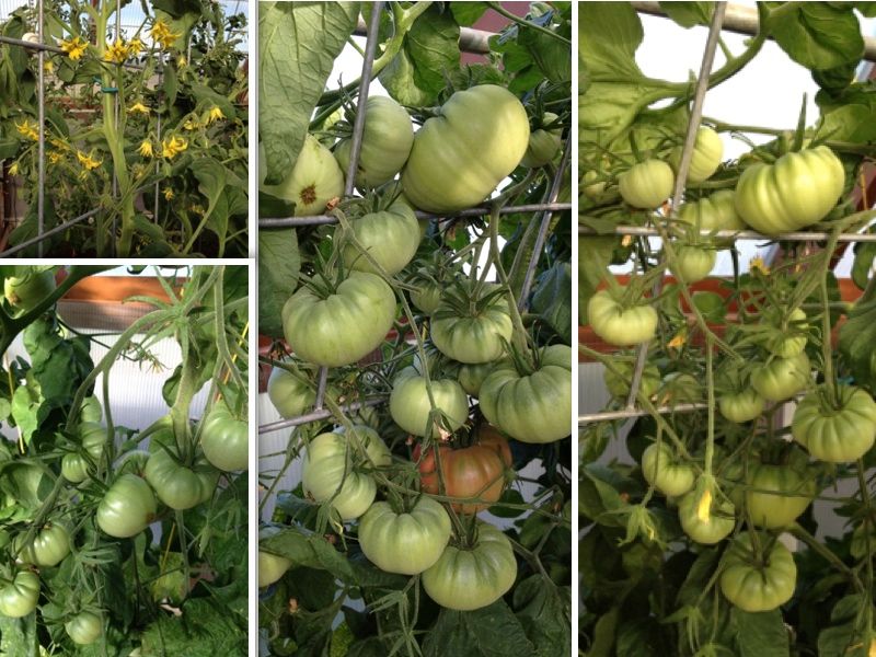  photo CollageIt2_zps25b9fd7e.jpg