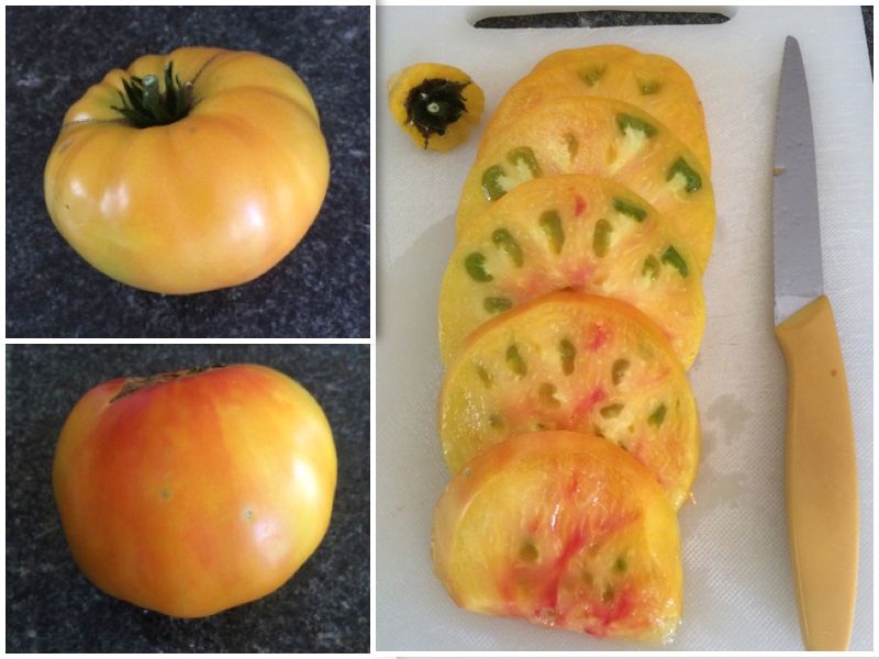  photo CollageIt_zps5eb330b8.jpg