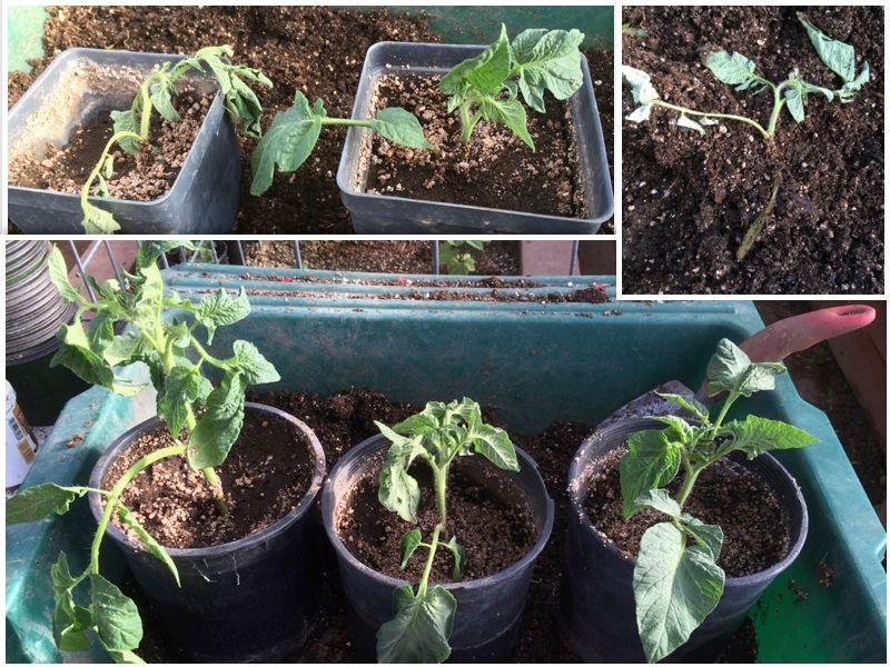  photo CollageIt_zps745e2f72.jpg