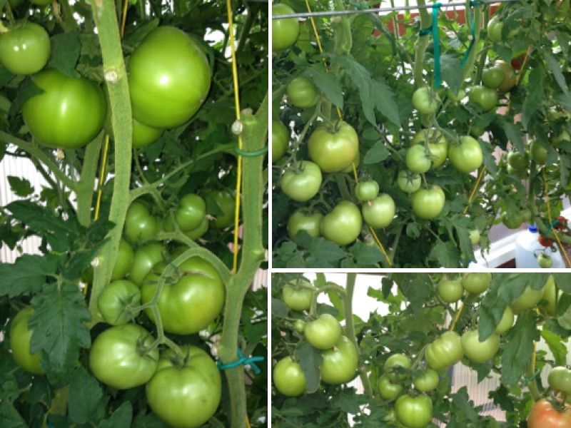  photo CollageIt_zpscb3161f8.jpg