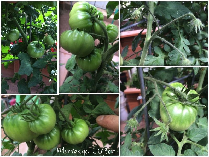  photo CollageIt_zpse3feeab8.jpg