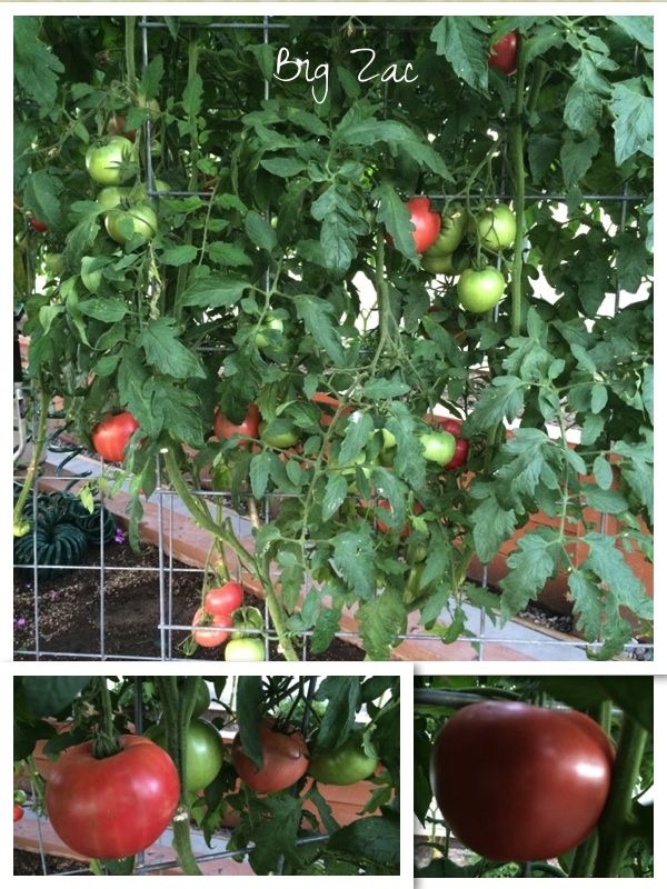 Big Zac Hybrid Tomato