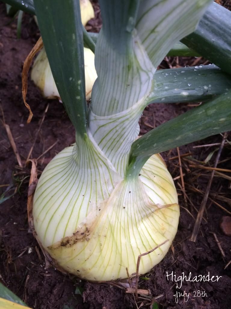  photo HighlanderOnion_zpsf908eba8.jpg