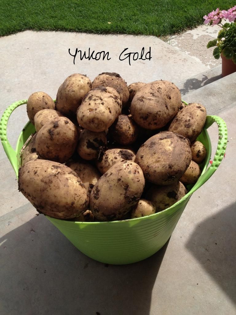  photo IMG_0252_zps31d58578.jpg