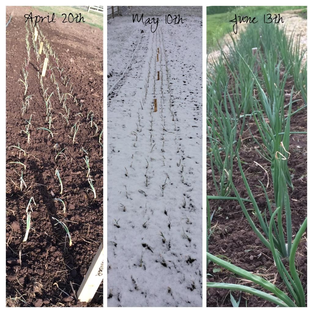  photo IMG_0658_zps6c413f17.jpg