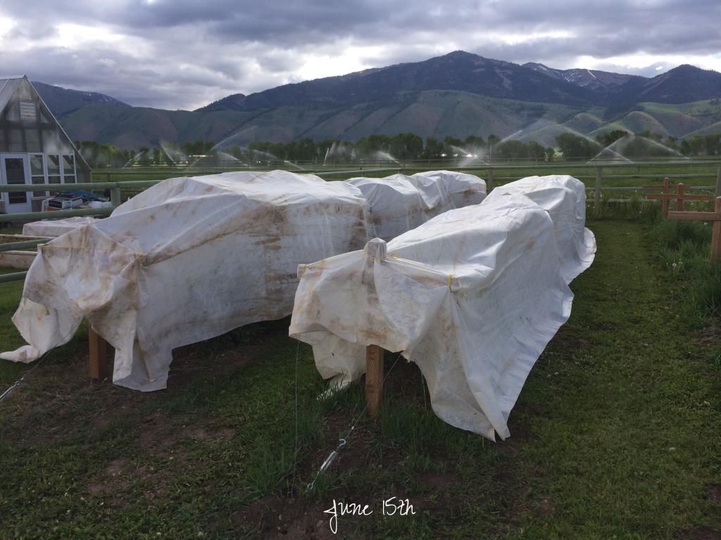  photo IMG_0674_zpsf9e82417.jpg