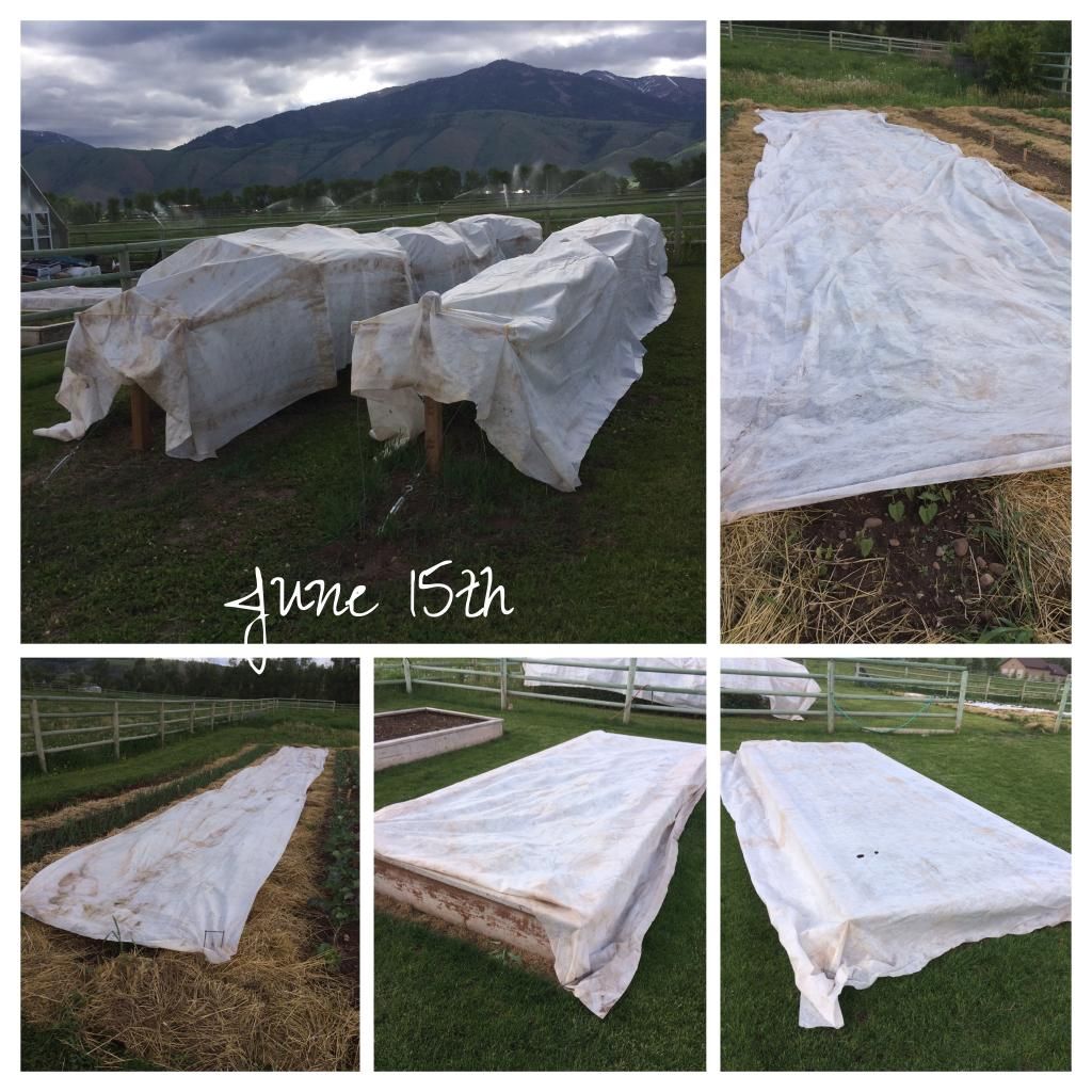  photo IMG_0677_zps2f05f822.jpg