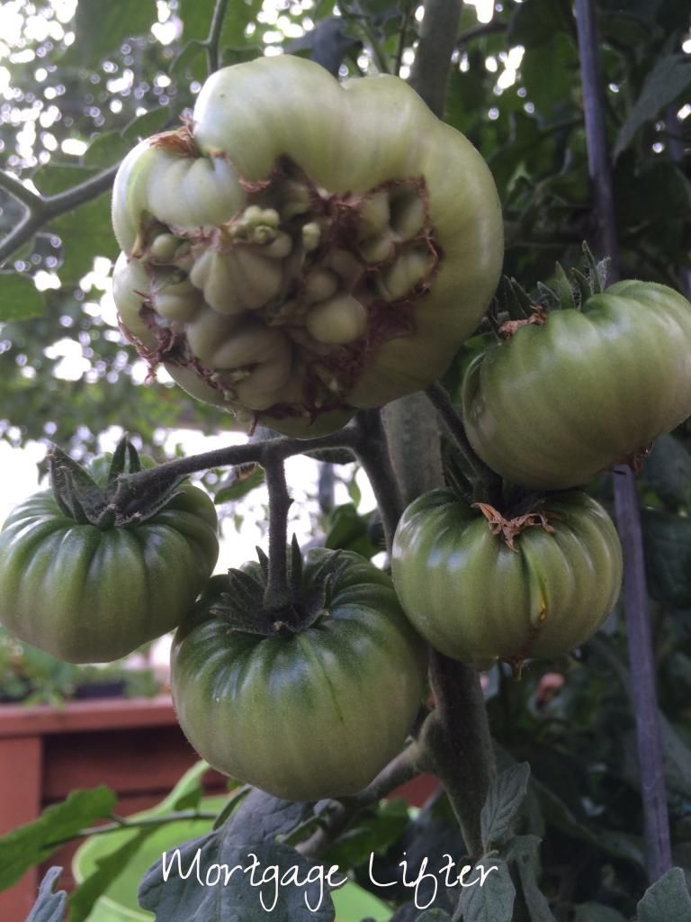  photo IMG_0688_zps61e790a1.jpg