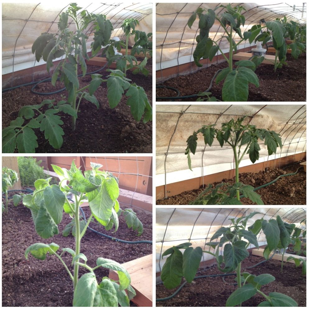  photo IMG_0733_zps961ebde7.jpg