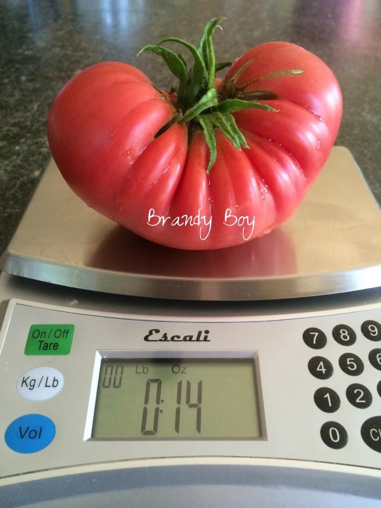  photo IMG_0759_zpsbd423f30.jpg