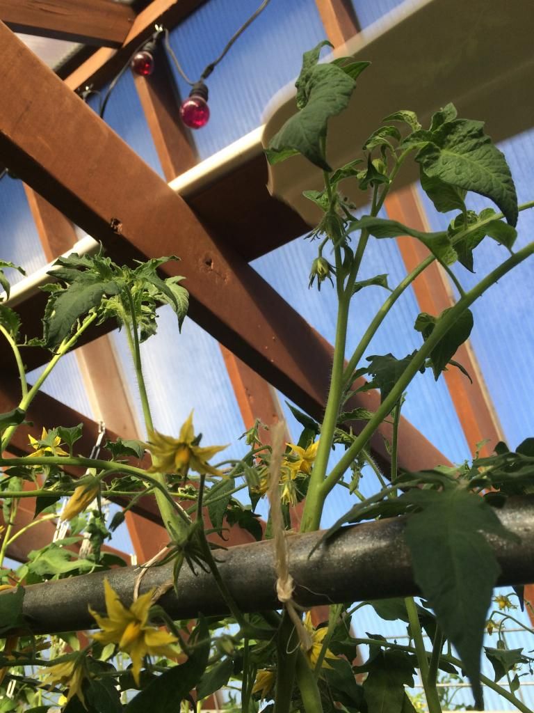  photo IMG_0781_zpsc1d299ea.jpg