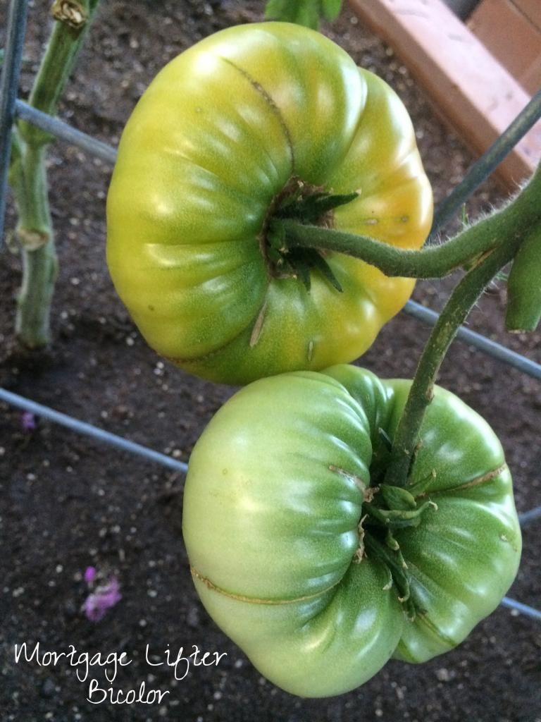  photo IMG_0814_zpsda278952.jpg