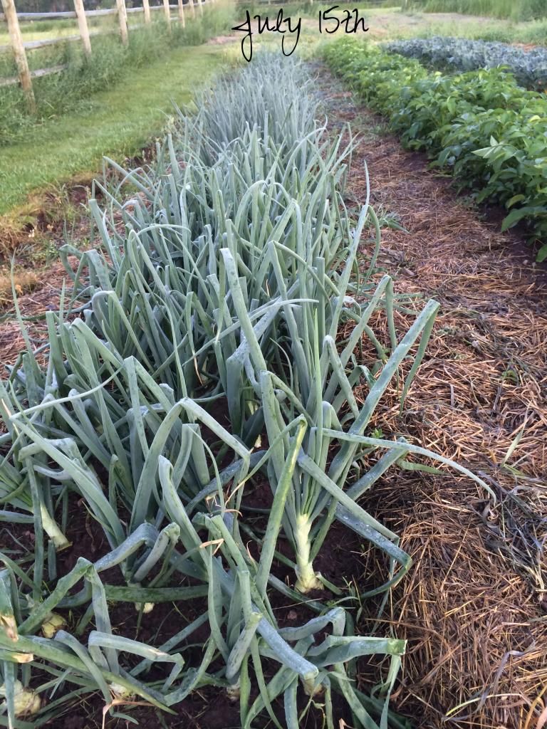  photo IMG_0838_zpsb8347ced.jpg