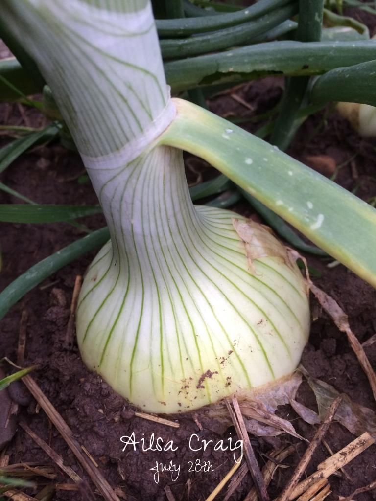  photo IMG_0985_zps96cf2fd6.jpg