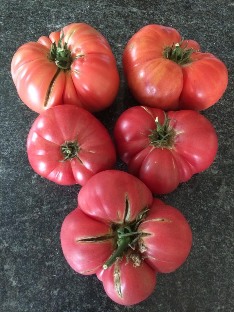  photo IMG_1092_zps40235fdd.jpg