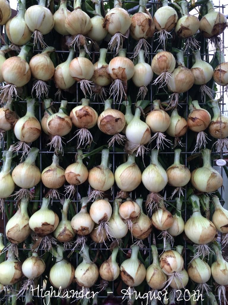  photo IMG_1190_zps28c9e82f.jpg