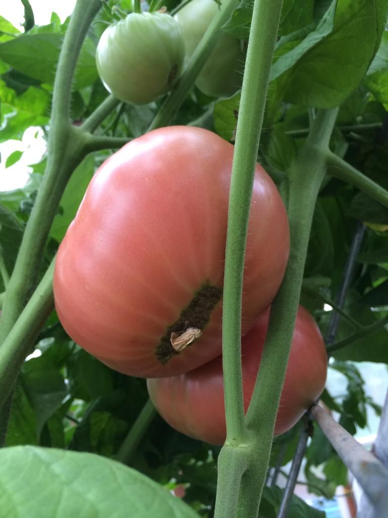  photo IMG_1193_zpsb1f69521.jpg