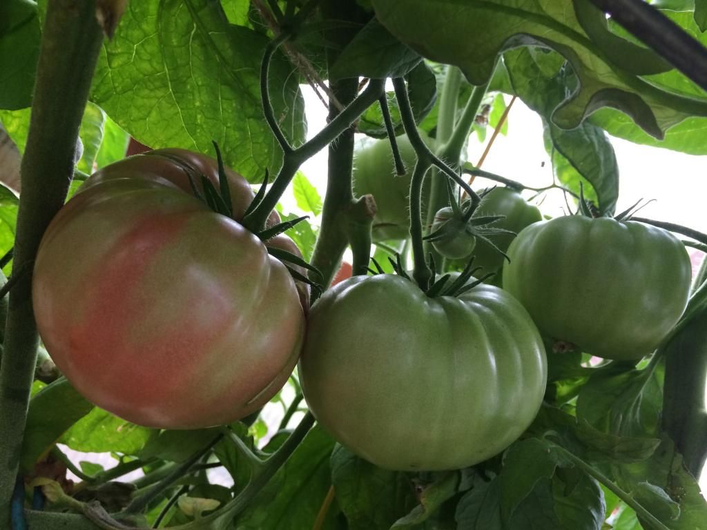  photo IMG_1194_zpsf31eee0d.jpg