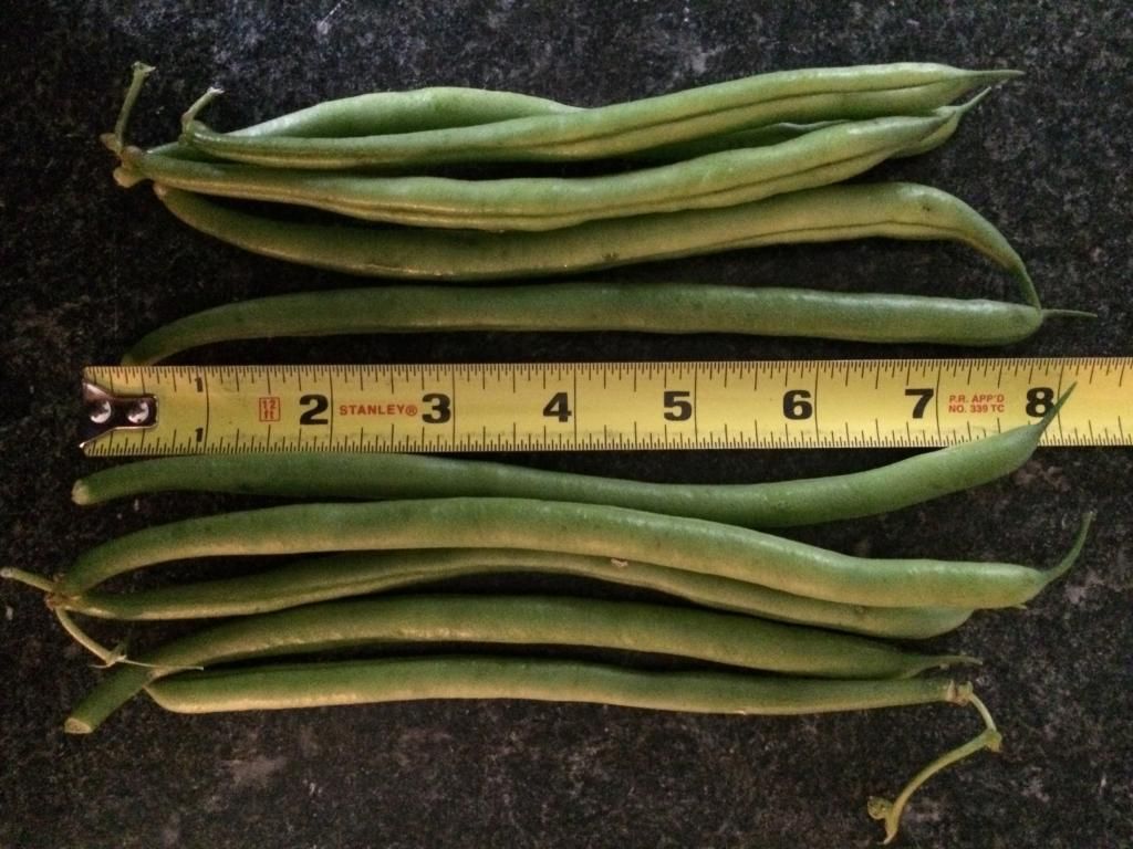  photo IMG_1198_zps457b0dc9.jpg