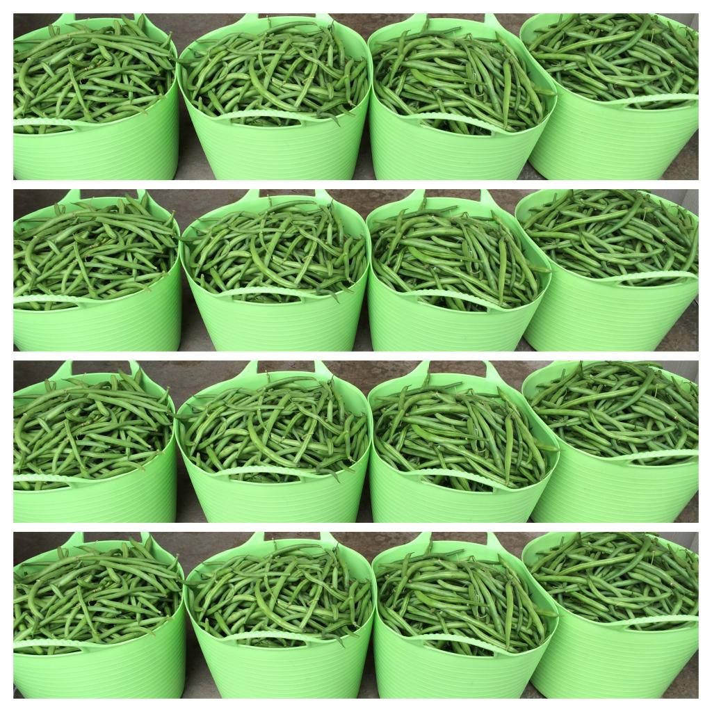  photo IMG_1207_zps4080458f.jpg