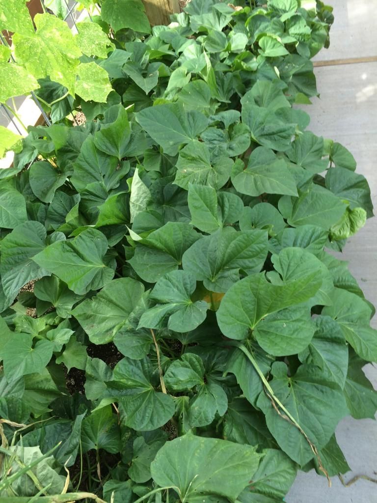  photo IMG_1231_zpsc56e71f4.jpg