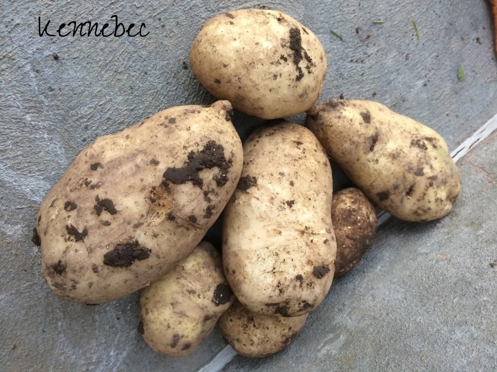  photo IMG_1265_zps8914aaae.jpg