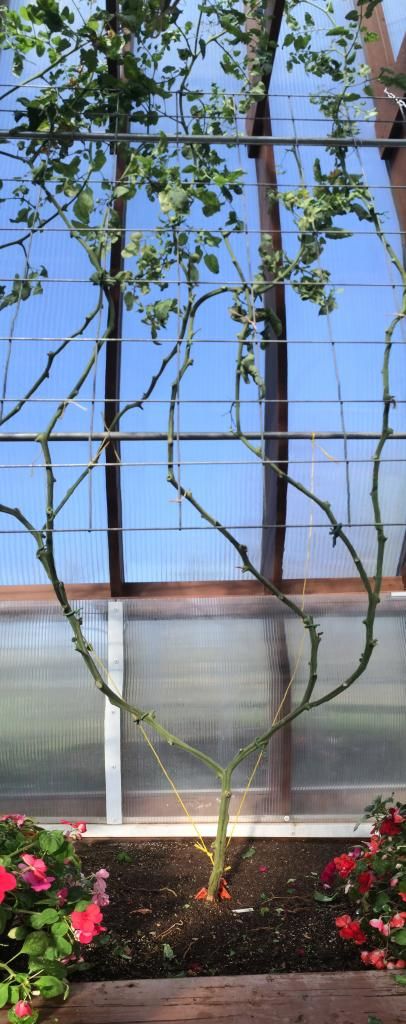  photo IMG_1288_zps62508509.jpg